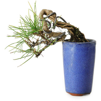 Pinus thunbergii, 8,5 cm, ± 8 ans