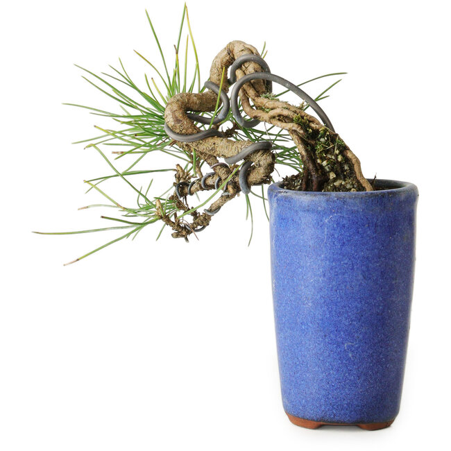 Pinus thunbergii, 8,5 cm, ± 8 ans