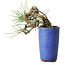 Pinus thunbergii, 8,5 cm, ± 8 ans