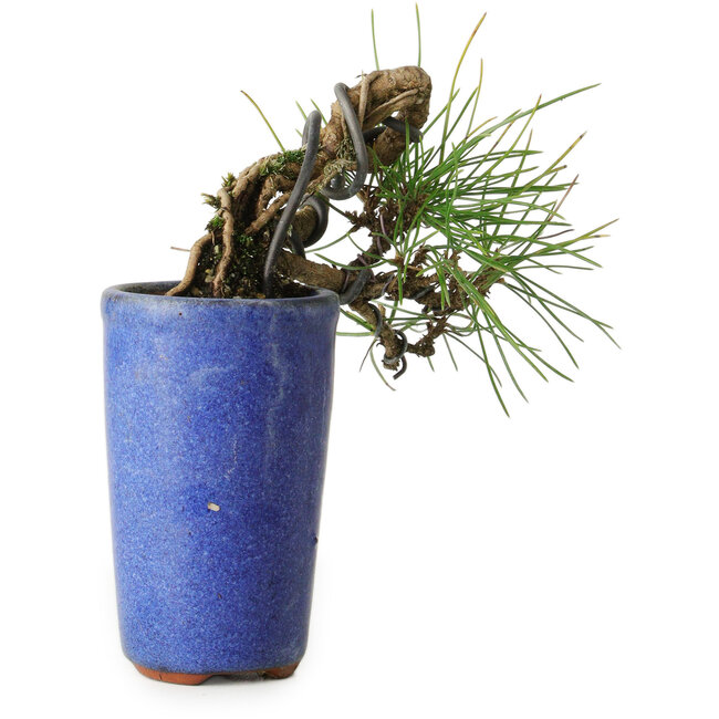 Pinus thunbergii, 8,5 cm, ± 8 ans