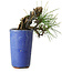 Pinus thunbergii, 8,5 cm, ± 8 ans