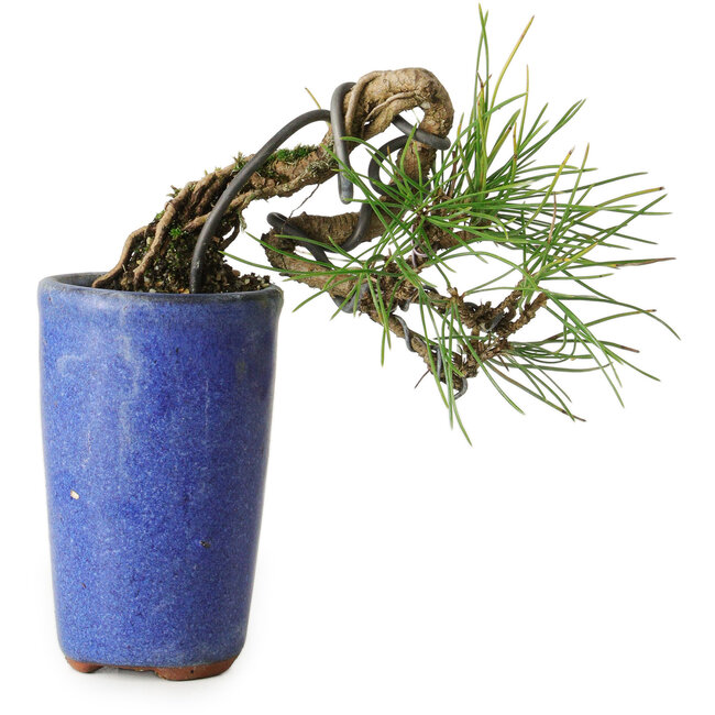 Pinus thunbergii, 8,5 cm, ± 8 ans