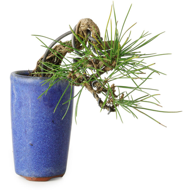 Pinus thunbergii, 8,5 cm, ± 8 ans