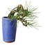 Pinus thunbergii, 8,5 cm, ± 8 ans