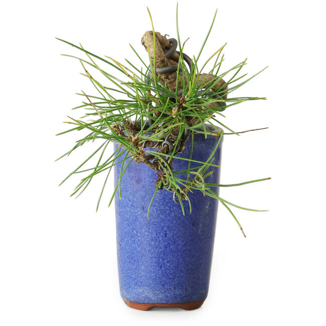 Pinus thunbergii, 8,5 cm, ± 8 ans