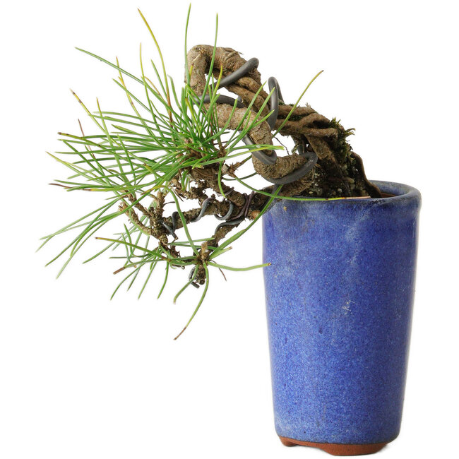 Pinus thunbergii, 8,5 cm, ± 8 ans