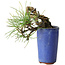 Pinus thunbergii, 8,5 cm, ± 8 ans