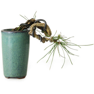 Pinus thunbergii, 8,5 cm, ± 8 Jahre alt