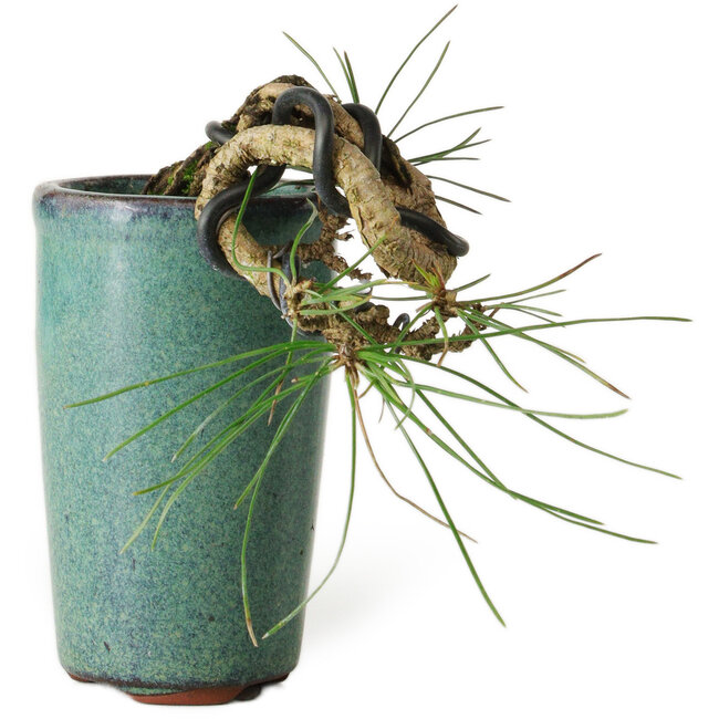 Pinus thunbergii, 8,5 cm, ± 8 Jahre alt