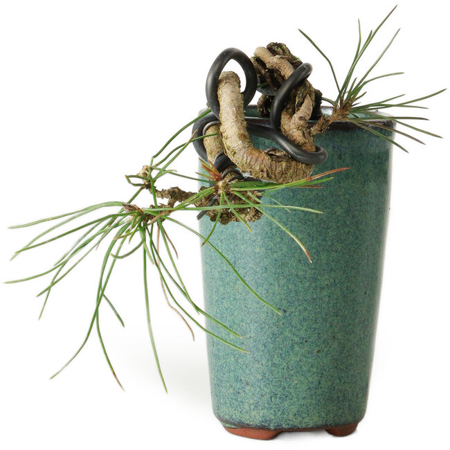 Pinus thunbergii, 8,5 cm, ± 8 jaar oud