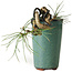 Pinus thunbergii, 8,5 cm, ± 8 jaar oud