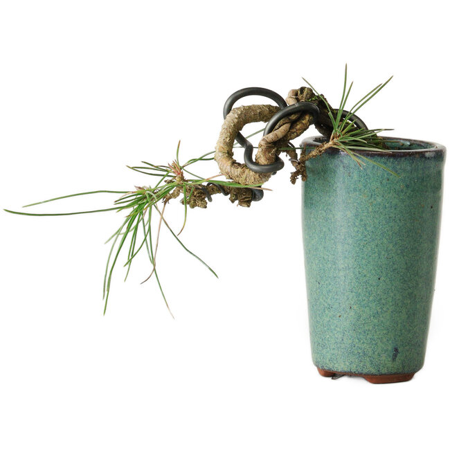 Pinus thunbergii, 8,5 cm, ± 8 jaar oud