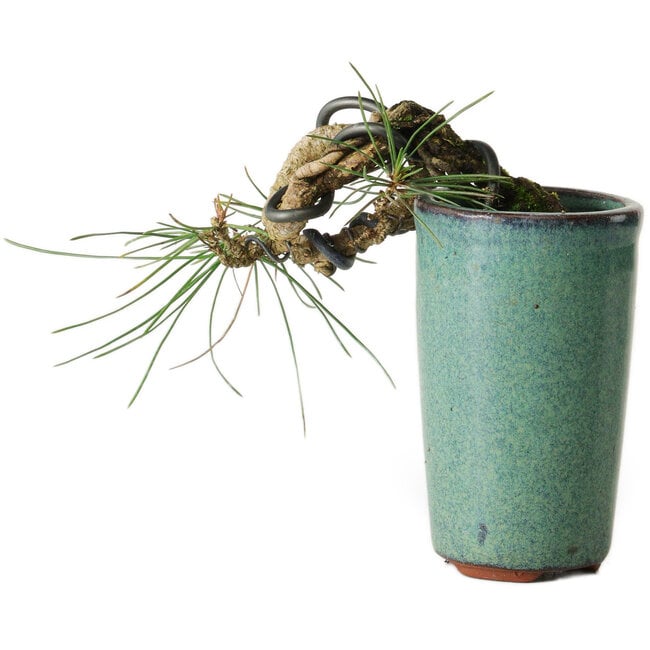 Pinus thunbergii, 8,5 cm, ± 8 Jahre alt