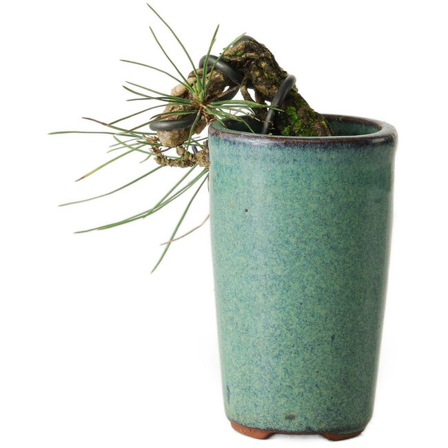 Pinus thunbergii, 8,5 cm, ± 8 jaar oud