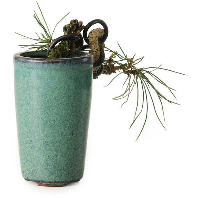 Pinus thunbergii, 8,5 cm, ± 8 años