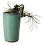 Pinus thunbergii, 8,5 cm, ± 8 years old