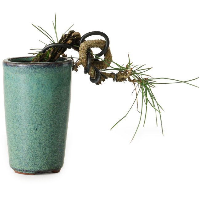 Pinus thunbergii, 8,5 cm, ± 8 años