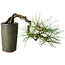 Pinus thunbergii, 8,5 cm, ± 8 ans