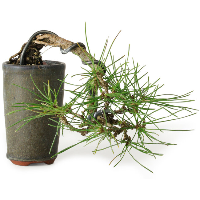 Pinus thunbergii, 8,5 cm, ± 8 ans