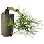 Pinus thunbergii, 8,5 cm, ± 8 ans