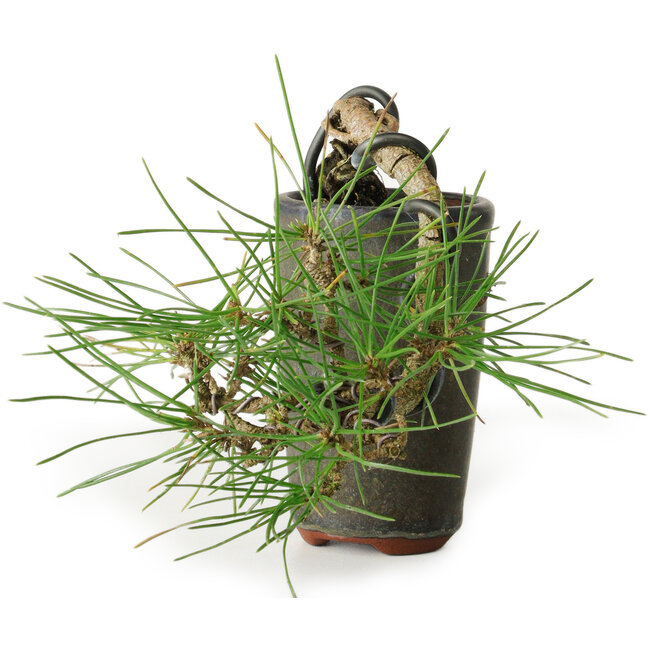 Pinus thunbergii, 8,5 cm, ± 8 ans