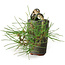 Pinus thunbergii, 8,5 cm, ± 8 ans
