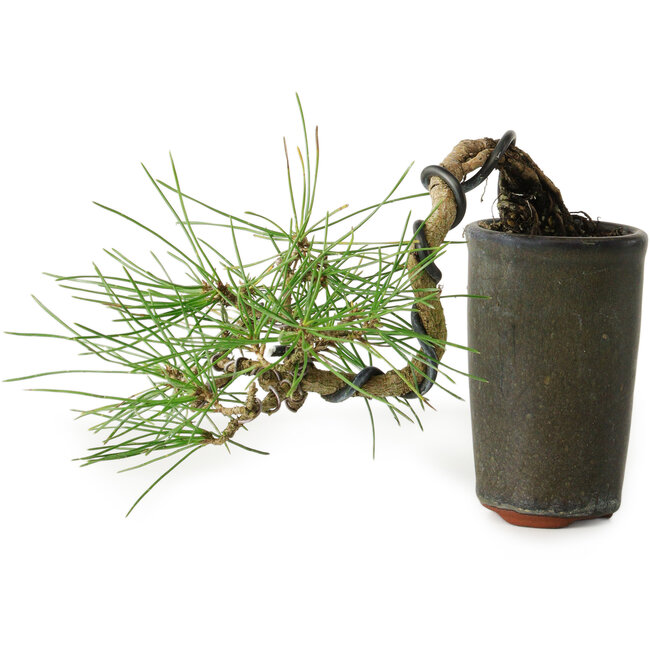 Pinus thunbergii, 8,5 cm, ± 8 ans