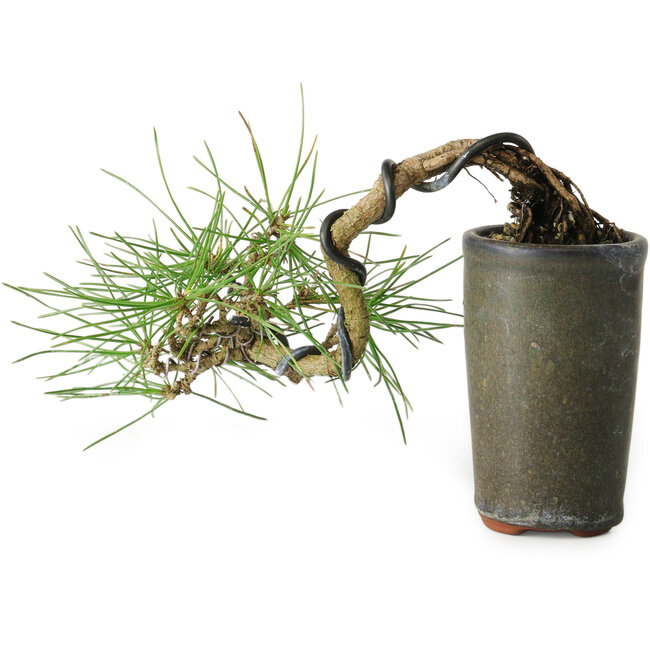 Pinus thunbergii, 8,5 cm, ± 8 ans