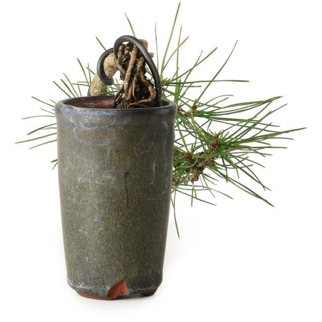 Pinus thunbergii, 8,5 cm, ± 8 ans