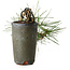 Pinus thunbergii, 8,5 cm, ± 8 ans