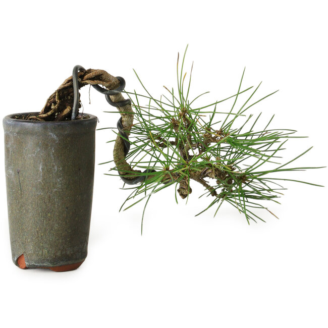 Pinus thunbergii, 8,5 cm, ± 8 ans