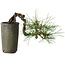 Pinus thunbergii, 8,5 cm, ± 8 ans