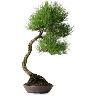 Klika Pinus thunbergii, 64,5 cm, ± 25 años