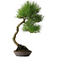 Pinus thunbergii, 64,5 cm, ± 25 years old, with beautiful bark, acquired from the private collection of Deshima Bonsai and in a handmade pot by Klika