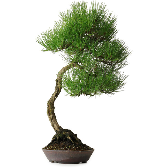 Pinus thunbergii, 64,5 cm, ± 25 años, con hermosa corteza, adquirido de la colección privada de Deshima Bonsai y en una maceta hecha a mano por Klika