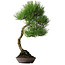 Pinus thunbergii, 64,5 cm, ± 25 years old, with beautiful bark, acquired from the private collection of Deshima Bonsai and in a handmade pot by Klika
