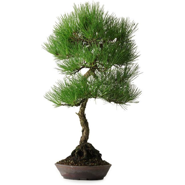 Pinus thunbergii, 64,5 cm, ± 25 años, con hermosa corteza, adquirido de la colección privada de Deshima Bonsai y en una maceta hecha a mano por Klika