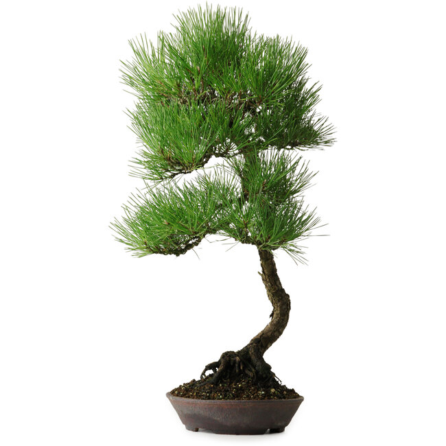 Pinus thunbergii, 64,5 cm, ± 25 años, con hermosa corteza, adquirido de la colección privada de Deshima Bonsai y en una maceta hecha a mano por Klika