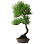 Pinus thunbergii, 64,5 cm, ± 25 anni, con bella corteccia, acquistato dalla collezione privata di Deshima Bonsai e in un vaso fatto a mano da Klika