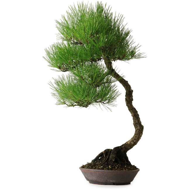 Pinus thunbergii, 64,5 cm, ± 25 años, con hermosa corteza, adquirido de la colección privada de Deshima Bonsai y en una maceta hecha a mano por Klika