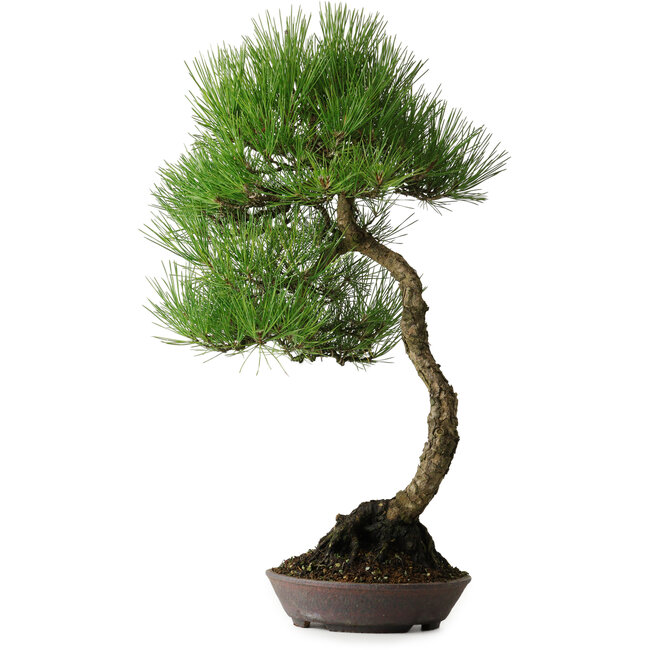 Pinus thunbergii, 64,5 cm, ± 25 anni, con bella corteccia, acquistato dalla collezione privata di Deshima Bonsai e in un vaso fatto a mano da Klika