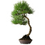 Pinus thunbergii, 64,5 cm, ± 25 anni, con bella corteccia, acquistato dalla collezione privata di Deshima Bonsai e in un vaso fatto a mano da Klika