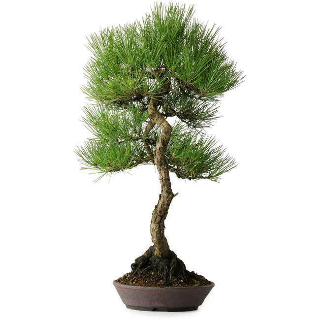 Pinus thunbergii, 64,5 cm, ± 25 años, con hermosa corteza, adquirido de la colección privada de Deshima Bonsai y en una maceta hecha a mano por Klika