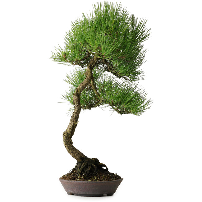 Pinus thunbergii, 64,5 cm, ca. 25 Jahre alt, mit schöner Rinde, aus der Privatsammlung von Deshima Bonsai und in einem handgefertigten Topf von Klika