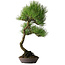 Pinus thunbergii, 64,5 cm, ± 25 years old, with beautiful bark, acquired from the private collection of Deshima Bonsai and in a handmade pot by Klika