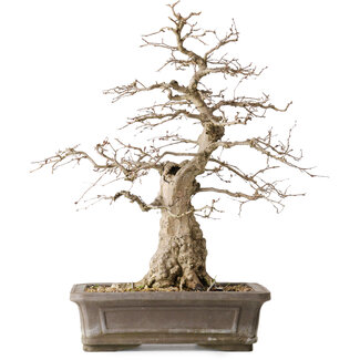 Carpinus coreana Yamadori, 44,3 cm, ± 25 ans