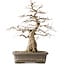 Carpinus coreana Yamadori, 44,3 cm, ± 25 años
