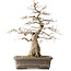 Carpinus coreana Yamadori, 44,3 cm, ± 25 years old