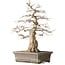 Carpinus coreana Yamadori, 44,3 cm, ± 25 años