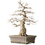 Carpinus coreana Yamadori, 44,3 cm, ± 25 ans